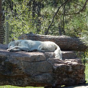 9/7/2021 - Arctic Wolf