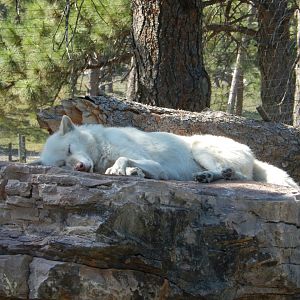 9/7/2021 - Mid-Day Wolf Snooze