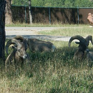 9/7/2021 - Bighorn Sheep