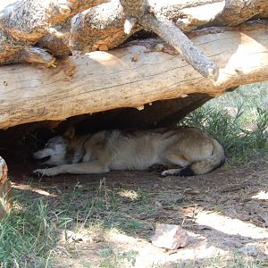 9/7/2021 - Timber Wolf