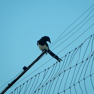 9/7/2021 - Wild Black-Billed Magpie