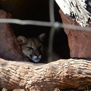 9/7/2021 - Cougar