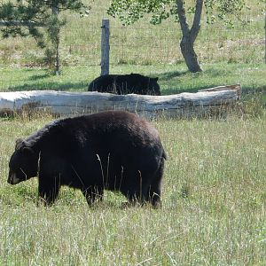 9/7/2021 - American Black Bears