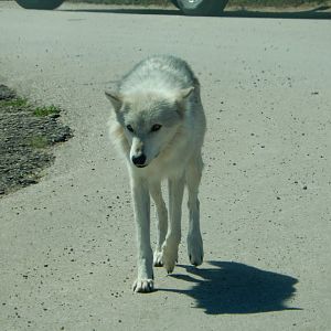 9/7/2021 - Timber Wolf