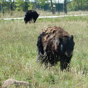 9/7/2021 - American Black Bears