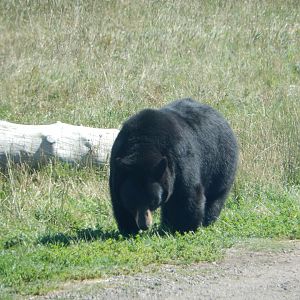 9/7/2021 - American Black Bear