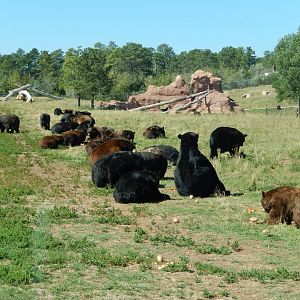 9/7/2021 - Black Bears Galore!