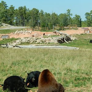 9/7/2021 - Black Bear Habitat