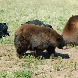 9/7/2021 - A Little Pinch of Cinnamon Bear
