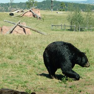9/7/2021 - Open Range Bear