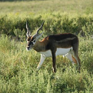 Blackbuck