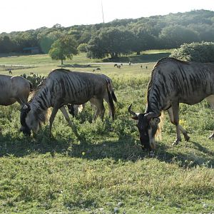 Eastern White-bearded Wildebeest