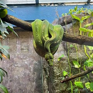Morelia viridis in burgers zoo