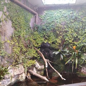 Cichlid tank top part