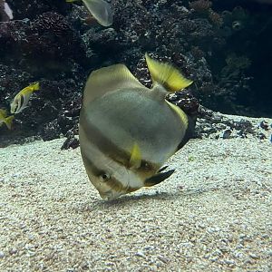 Platax orbicularis in burgers ocean