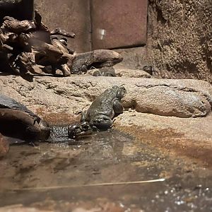 Bufo alvarius in burgers desert