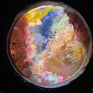 Small tank in burgers ocean