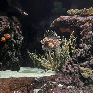 Pterois volitans in burgers ocean