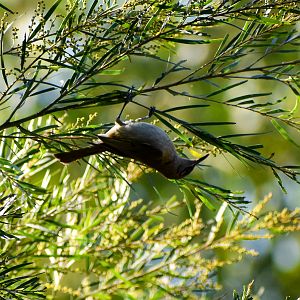 Brown Honeyeater (Lichmera indistincta)