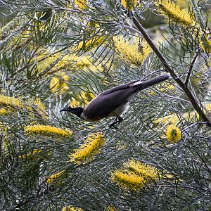 Noisy Friarbird (Philemon corniculatus)