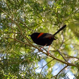 Red-backed Fairywren (Malurus melanocephalus)