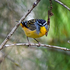 Spotted Pardalote (Pardalotus punctatus)