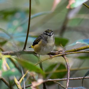 Spotted Pardalote (Pardalotus punctatus)