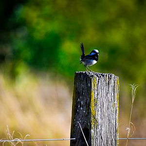 Superb Fairywren (Malurus cyaneus)