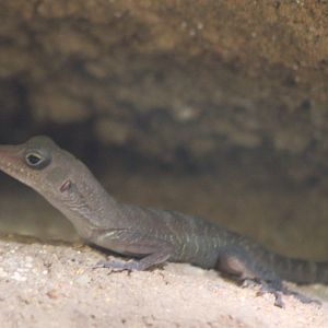 Cuban cave anole - Anolis bartschi