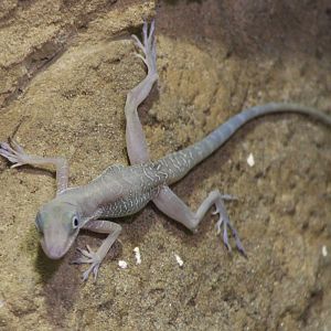 Cuban cave anole - Anolis bartschi