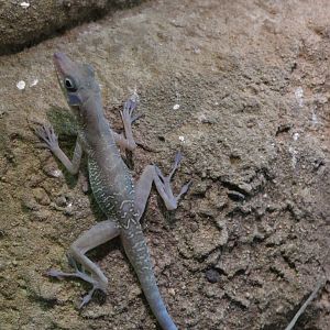 Cuban cave anole - Anolis bartschi