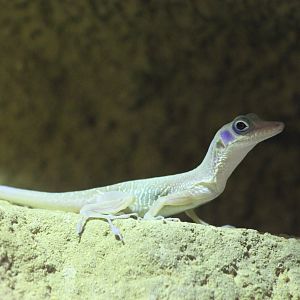 Cuban cave anole - Anolis bartschi