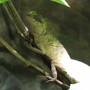 Langbian pricklenape - Acanthosaura murphyi