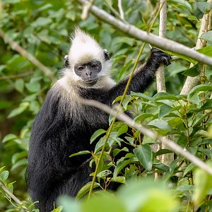 White-headed langur