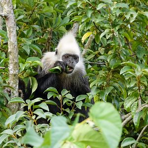 White-headed langur