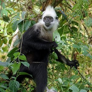White-headed langur