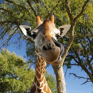 Do I Have Something on My Face?