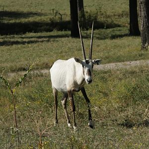 Arabian Oryx