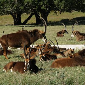 Southern Sable Antelope