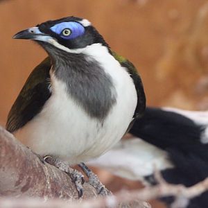 Blue-faced honeyeater