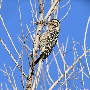 ladder backed woodpecker (female)