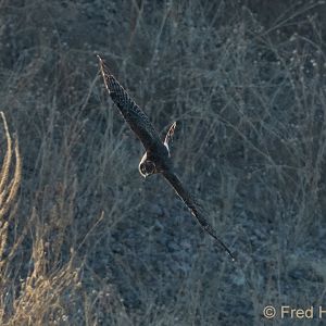 northern harrier (female or juvenile)