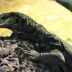 Gray's monitor / Butaan - Varanus olivaceus