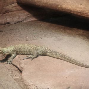 Quince monitor - Varanus melinus