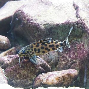 Lake Tanganyika Catfish - Synodontis species?