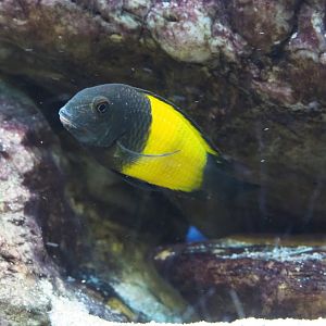 Lake Tanganyika cichlid species? (1)