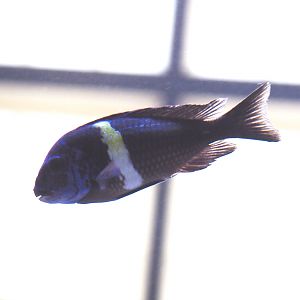 Lake Tanganyika cichlid species? (2)