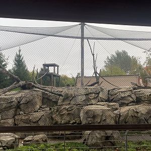 Japanese Macaque Exhibit