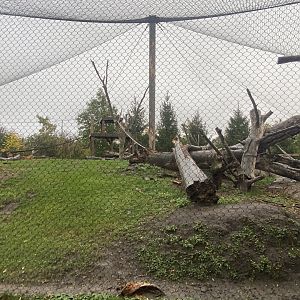 Japanese Macaque Exhibit