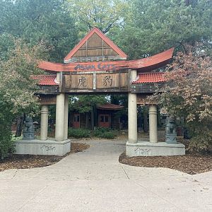 Asian Cats - Entrance